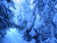 Moss,Mosseskogen,Moss forest,christmas