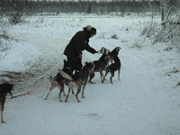 Huskies,Rovaniemi,Finland,Soumi