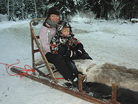 Husky,huskies,Rovaniemi,Finland,dogs,safaris,sled dogs